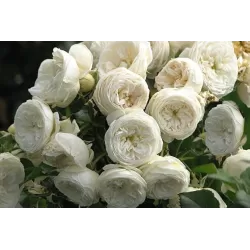 Rosa ARTEMIS