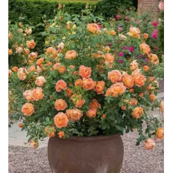 Rosa LADY OF SHALOTT ®