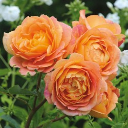 Rosa LADY OF SHALOTT ®
 Container-C4R Graft-grafted Select-sodinta pavasarį