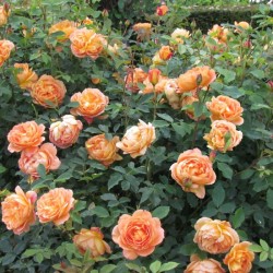 Rožė - Rosa LADY OF SHALOTT ®