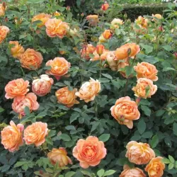 Rosa LADY OF SHALOTT ®