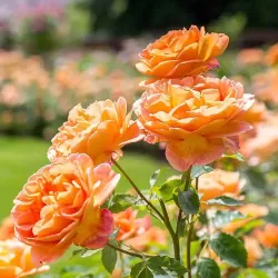 Rosa LADY OF SHALOTT ®