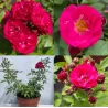 Rosa DINKY