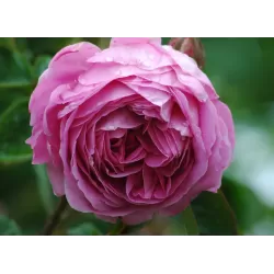 Centifolia - Rosa DES PEINTRES