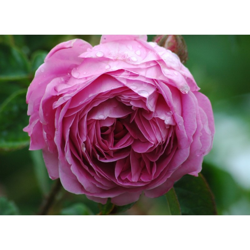 Rožė - Rosa centifolia ROSA DES PEINTRES