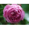Centifolia - Rosa DES PEINTRES