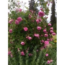 Centifolia - Rosa DES PEINTRES