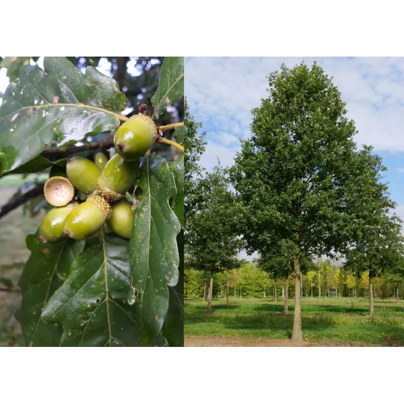 QUERCUS PETRAEA