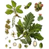 QUERCUS PETRAEA