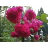 Rožė - Rosa LAGUNA ®
