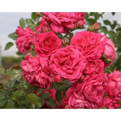 Rožė - Rosa LAGUNA ®