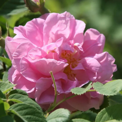 Rožė - Rosa TRIGINTIPETALA ®