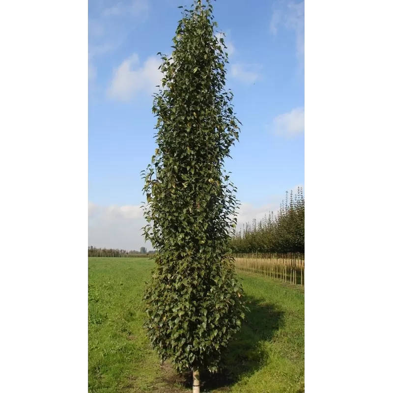 Beržas - Betula pendula FASTIGIATA