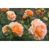Rožė - Rosa POLKA ®