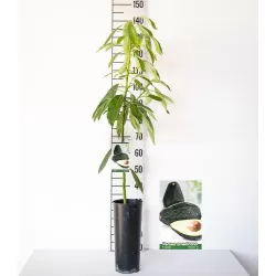 E-medelynas internete: vaismedžiai ir vaiskrūmiai