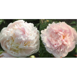 Bijūnas - Paeonia MY LOVE