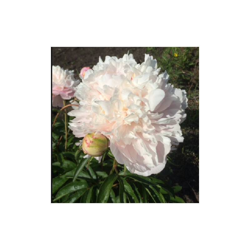 Bijūnas - Paeonia MY LOVE