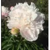 Bijūnas - Paeonia MY LOVE
