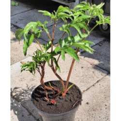 Bijūnų sodinukai internetu su pristatymu į namus