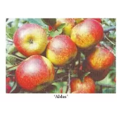 Obelų sodinukai internetu su pristatymu į namus