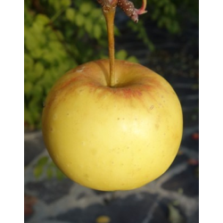 Apple Tree - Malus domestica BOHEMIA GOLD