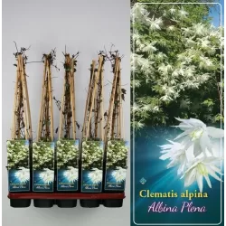 Raganė (vijutrė) - Clematis alpina ALBINA PLENA
