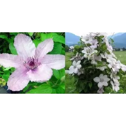 Clematis JOHN PAUL II