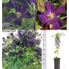 Puošnioji raganė - Clematis jackmanii ROMANTIKA