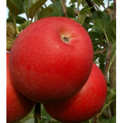 Apple Tree - Malus domestica BOHEMIA