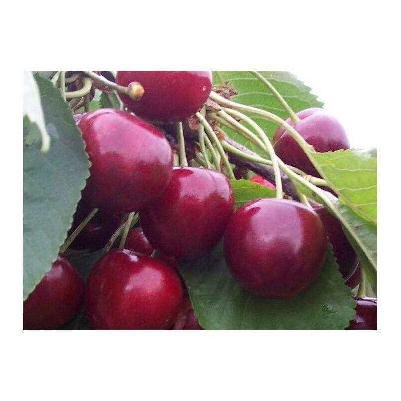 Sweet cherry - Prunus avium RIVAN