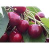 Sweet cherry - Prunus avium RIVAN