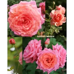 Rožių krūmai internetu su pristatymu į namus