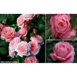 Rožių krūmai internetu su pristatymu į namus