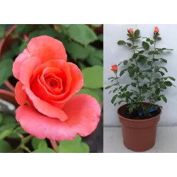 Rožė - Rosa INSTITUT LUMIERE ®