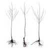 Apricot - Prunus armeniaca RAUDONSKRUOSTIS / RED CHEEKED