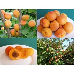Abrikosas - Prunus armeniaca KAUNAS