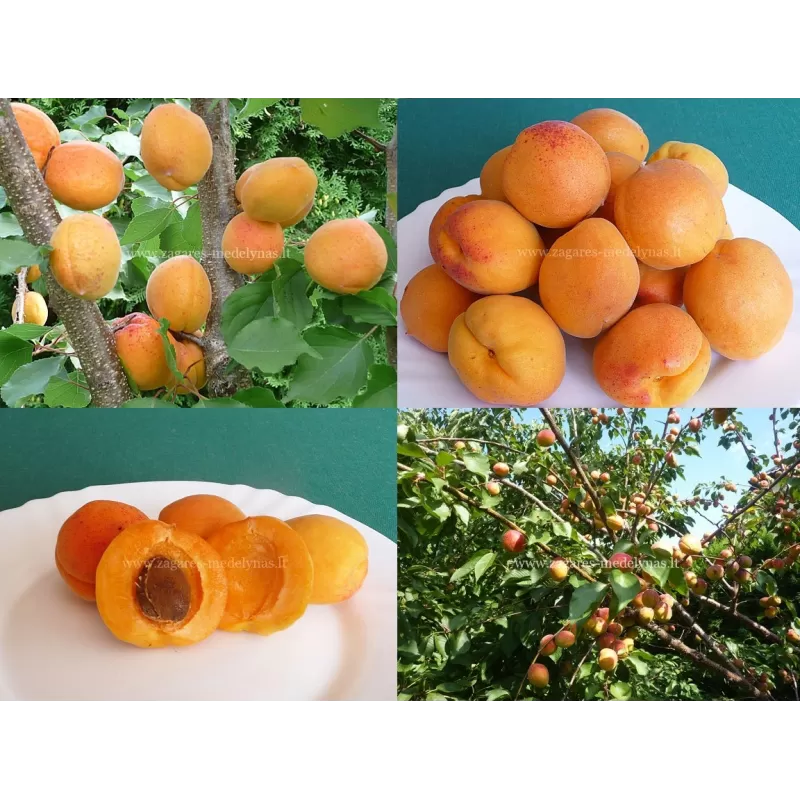 Apricot - Prunus armeniaca KAUNAS