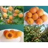 Apricot - Prunus armeniaca KAUNAS