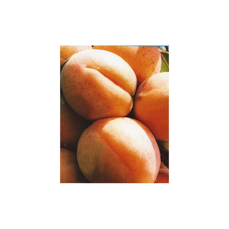 Apricot - Prunus armeniaca MOSCOW'S LARGE (Large of Moscow, Моskovskiy krupnoplodnij)
