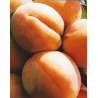 Abrikosas- Prunus  armeniaca MASKVOS DIDIEJI