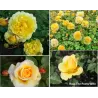 Rosa THE POETS WIFE