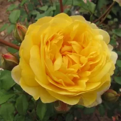 Rosa THE POETS WIFE