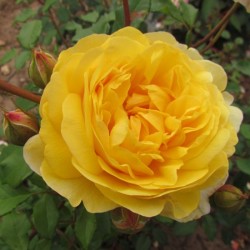 Rožė - Rosa The POETS WIFE ®