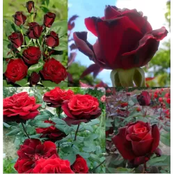 Rožė - Rosa BARKAROLE®