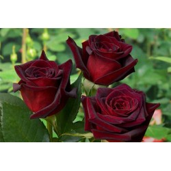 Rožė - Rosa BARKAROLE®