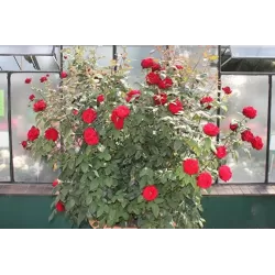 Rožė - Rosa BARKAROLE®