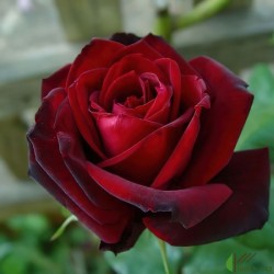 Rožė - Rosa BARKAROLE®