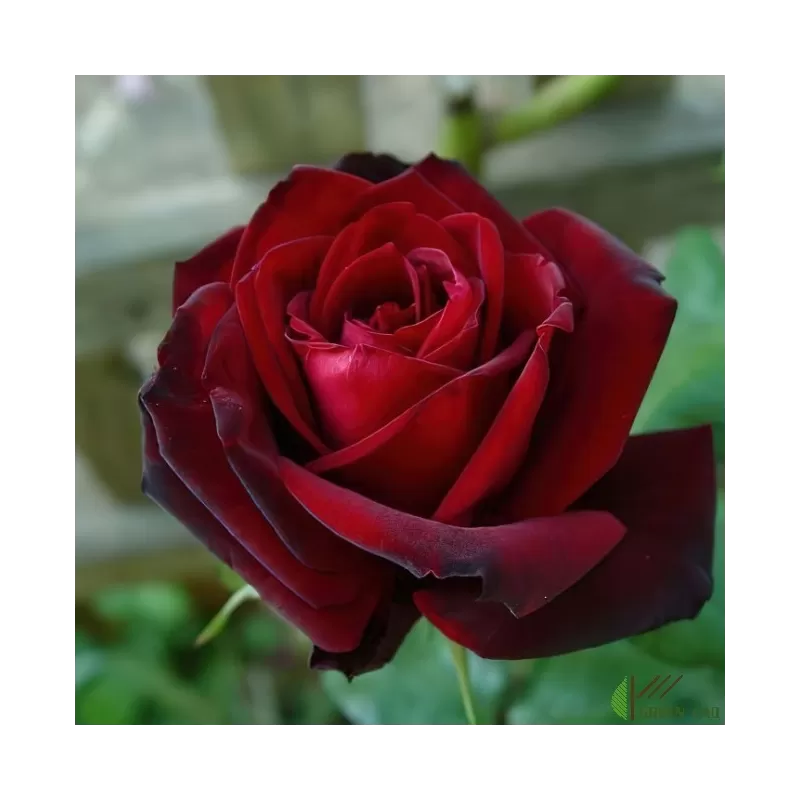 Rožė - Rosa BARKAROLE®