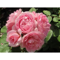 Rožė - Rosa Prairie Joy®