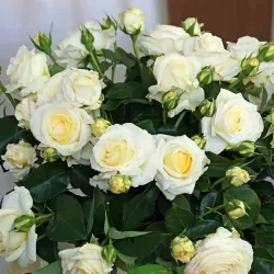 Rožė - Rosa CHOPIN ®